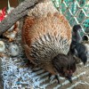 Beautiful breeding mother 1