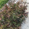 Iceplant 1