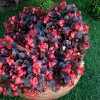 Wax Begonia 1