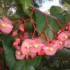 Wax Begonia 2