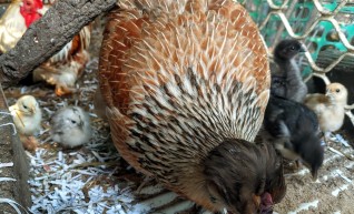 Beautiful breeding mother 1