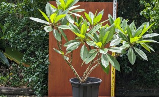 Frangipani - 200mm pot 1