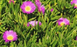 Iceplant 1