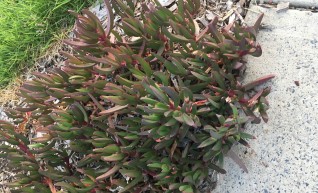 Iceplant 1