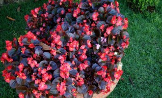 Wax Begonia 1