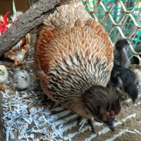 Beautiful breeding mother 1