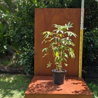 Cassava 1