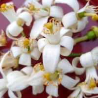 Cassava 2