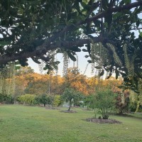 Frangipani - 400mm pot well established 5