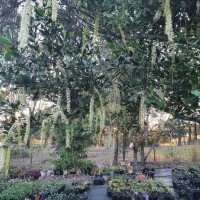 Frangipani - 400mm pot well established 7