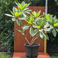 Frangipani - 200mm pot 1