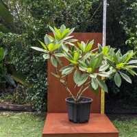 Frangipani - 200mm pot 2