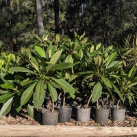 Frangipani - 200mm pot 3