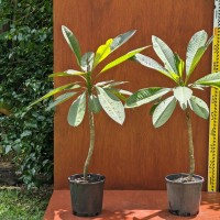 Frangipani - 200mm pot 4