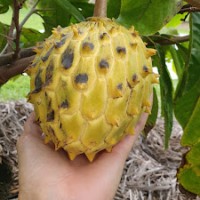 Green Sapote 20cm pot 10