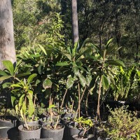Green Sapote 20cm pot 1
