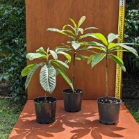 Green Sapote 20cm pot 3