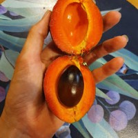 Green Sapote 20cm pot 2