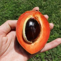 Green Sapote 20cm pot 4
