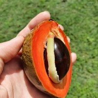 Green Sapote 20cm pot 5