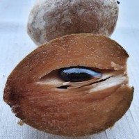 Green Sapote 20cm pot 9