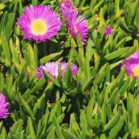 Iceplant 1