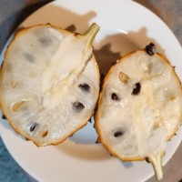 Persimmon Fruit Tree 200mm pot 10