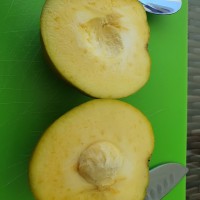 Persimmon Fruit Tree 200mm pot 11