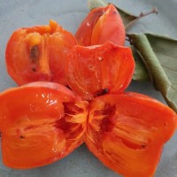Persimmon Fruit Tree 200mm pot 1