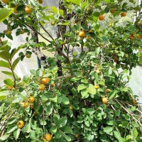 Persimmon Fruit Tree 200mm pot 3