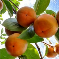 Persimmon Fruit Tree 200mm pot 4