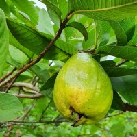 Persimmon Fruit Tree 200mm pot 5