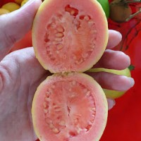 Persimmon Fruit Tree 200mm pot 7