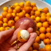 Persimmon Fruit Tree 200mm pot 8