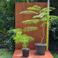 Poinciana Tree 1