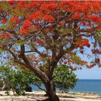 Poinciana Tree 2
