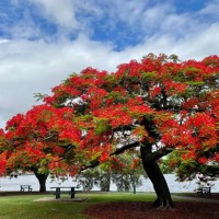 Poinciana Tree 3