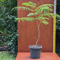 Poinciana Tree 4