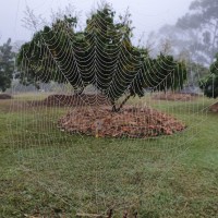 Poinciana Tree 8
