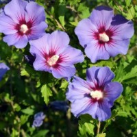 Rose of Sharon 300mm 1