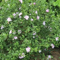 Rose of Sharon 300mm 4