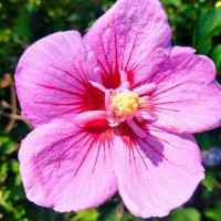 Rose of Sharon 300mm 3