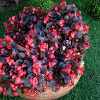 Wax Begonia 1