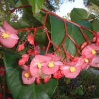 Wax Begonia 2