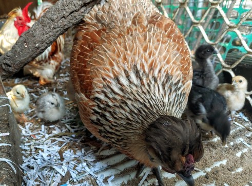 Beautiful breeding mother 1