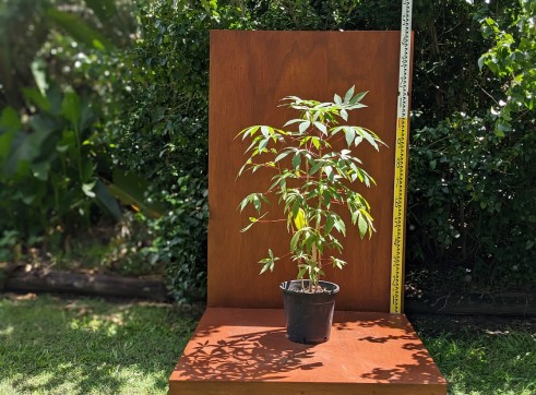 Cassava 1