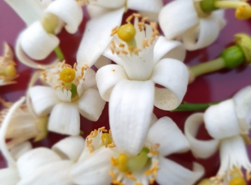 Cassava 2