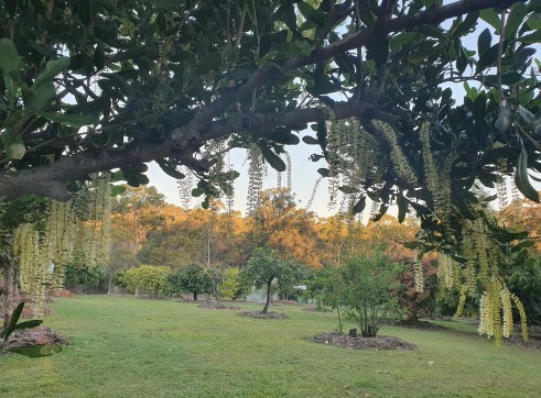 Frangipani - 400mm pot well established 5