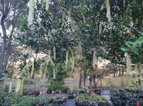 Frangipani - 400mm pot well established 7