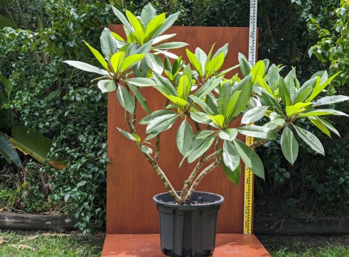 Frangipani - 200mm pot 1